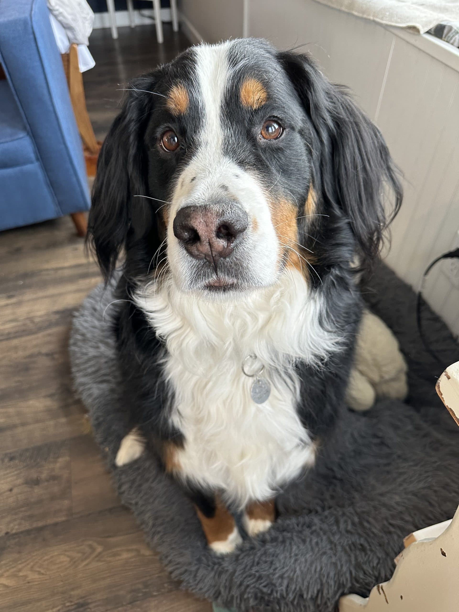 Bernese Mountain Dog sitting on a rug