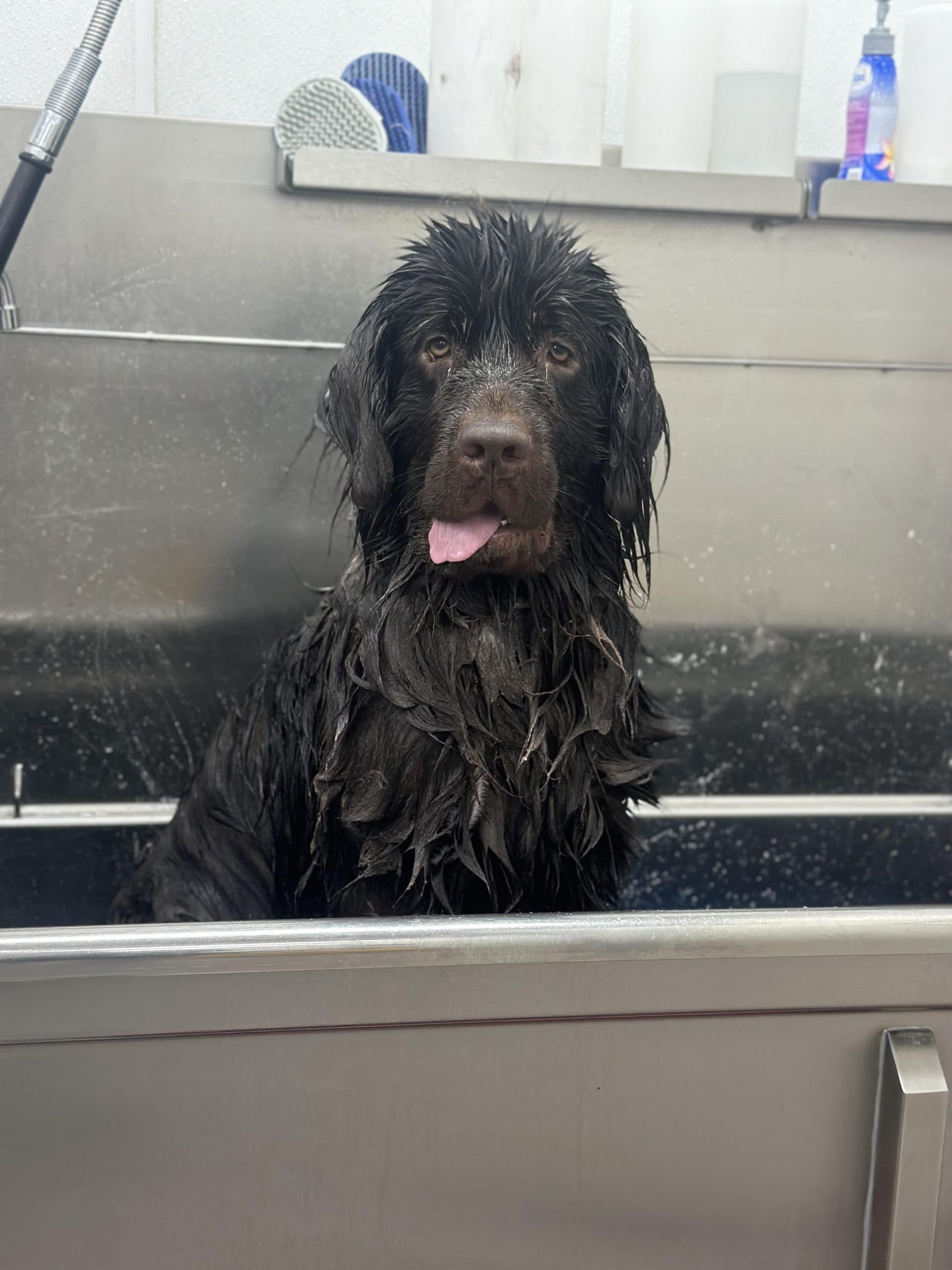 Black dog enjoying bath time