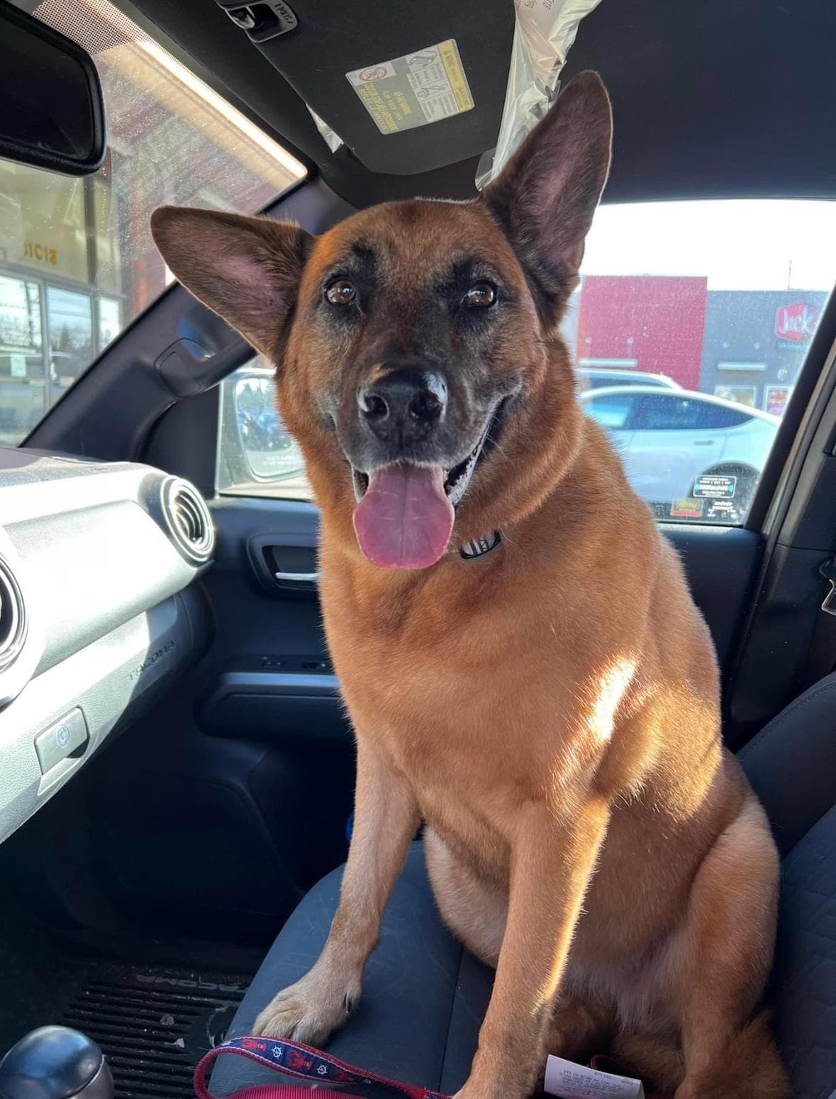 German Shepherd sitting in car
