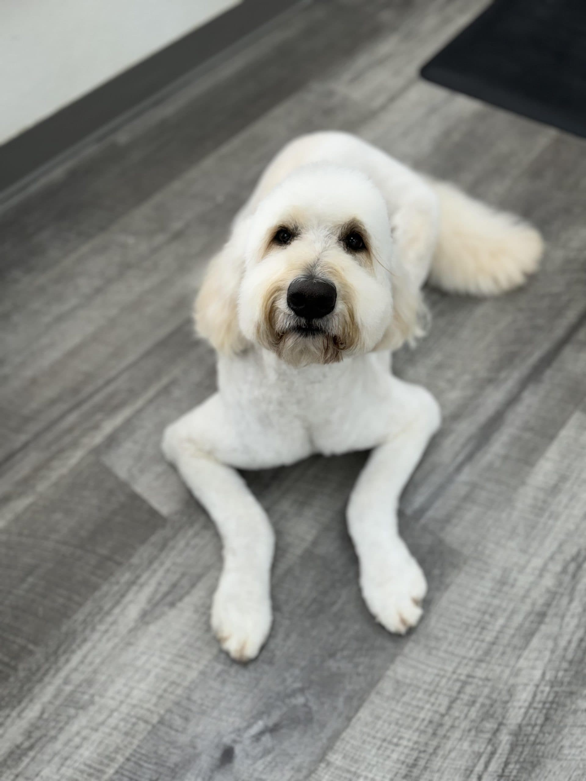White fluffy dog lying on floor