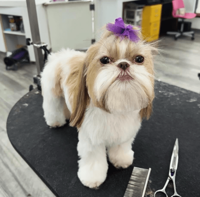 Shih Tzu with purple bow on grooming table