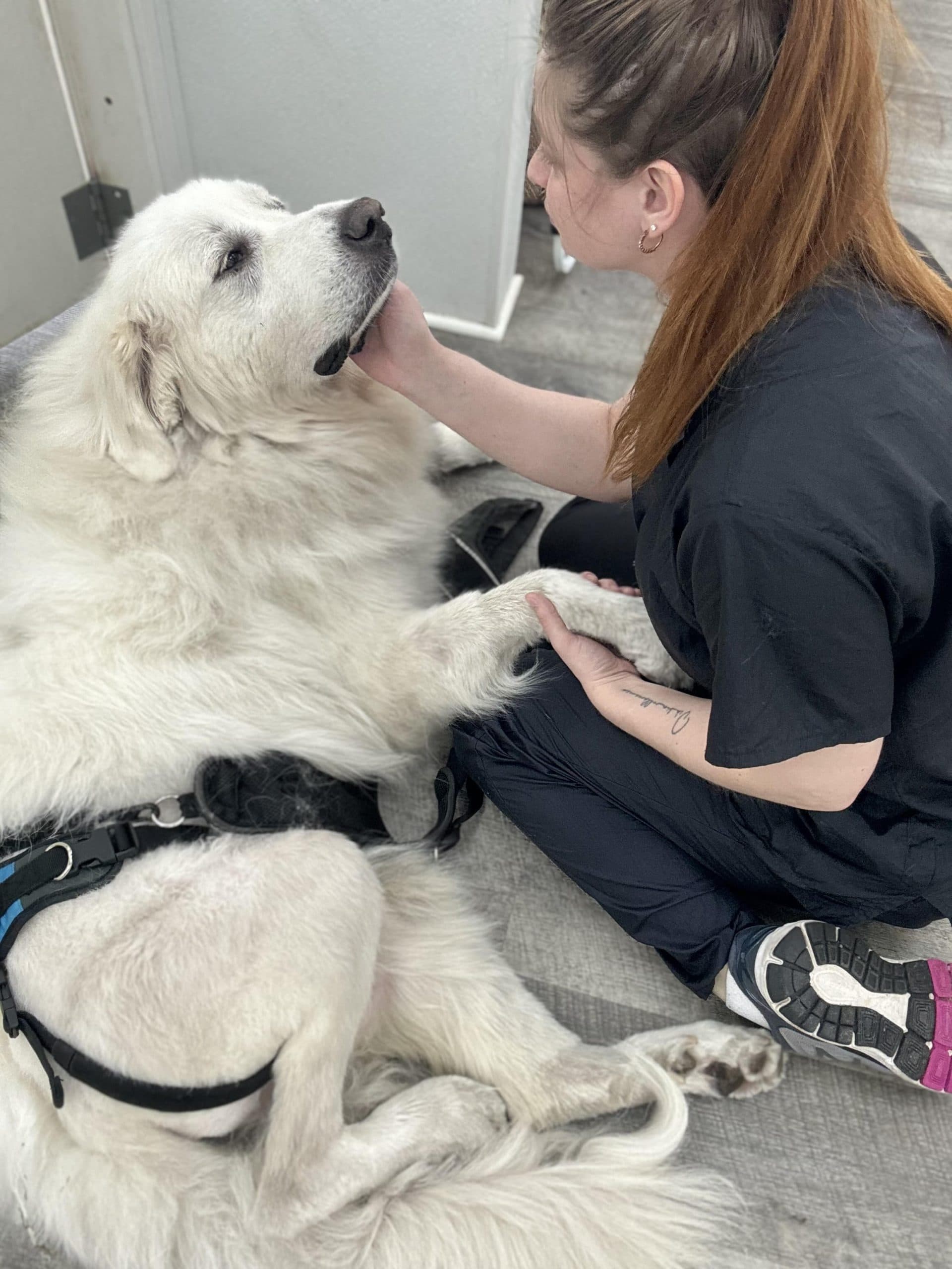 Groomer petting large white dog