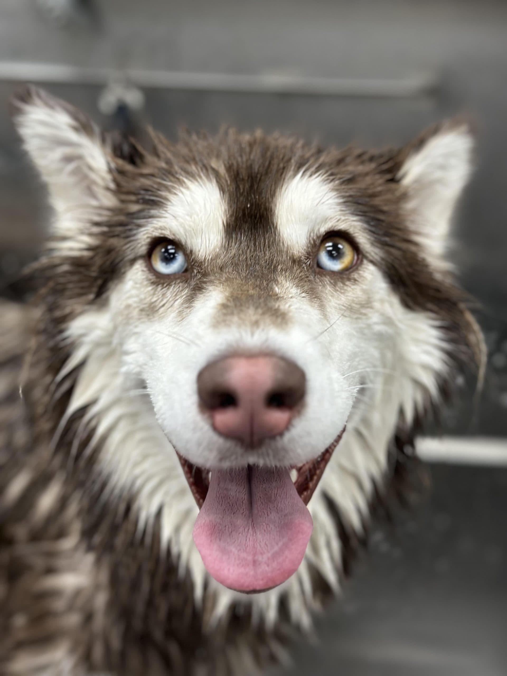 Husky with different colored eyes after bath