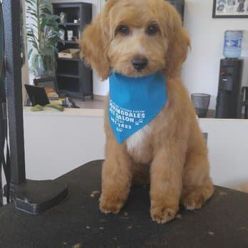 Cute golden puppy with blue Groomingdale's bandana