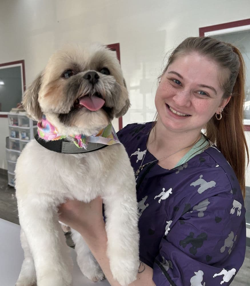 Groomer holding freshly groomed white Shih Tzu