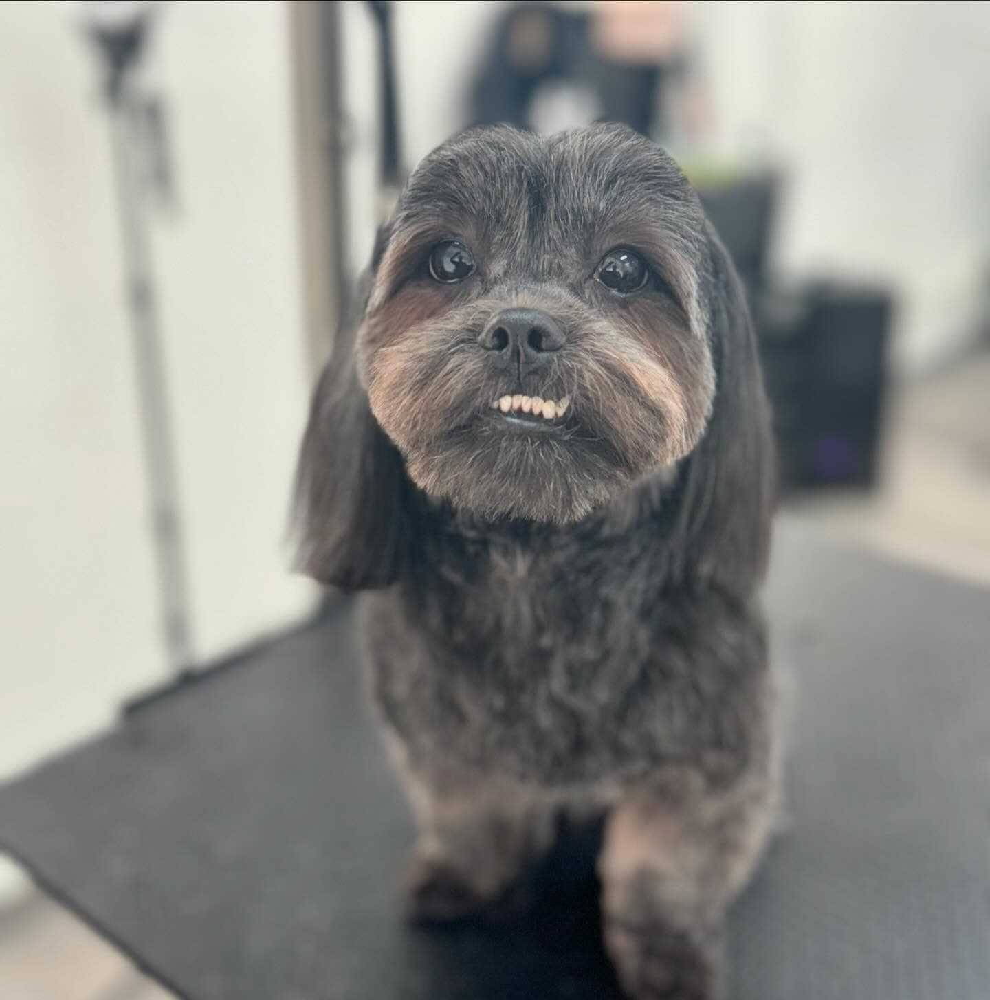 Smiling gray terrier after stress-free grooming service at Lakewood's top pet salon on Bridgeport Way