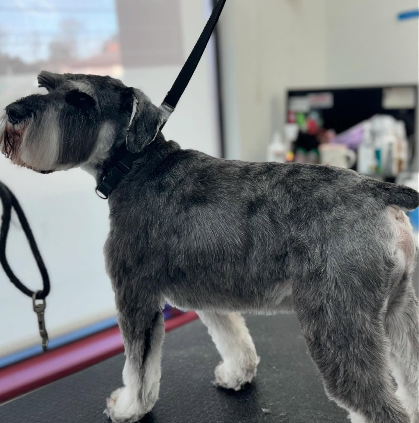 Expertly groomed gray and white schnauzer at Lakewood's best pet salon - dog de-shedding service