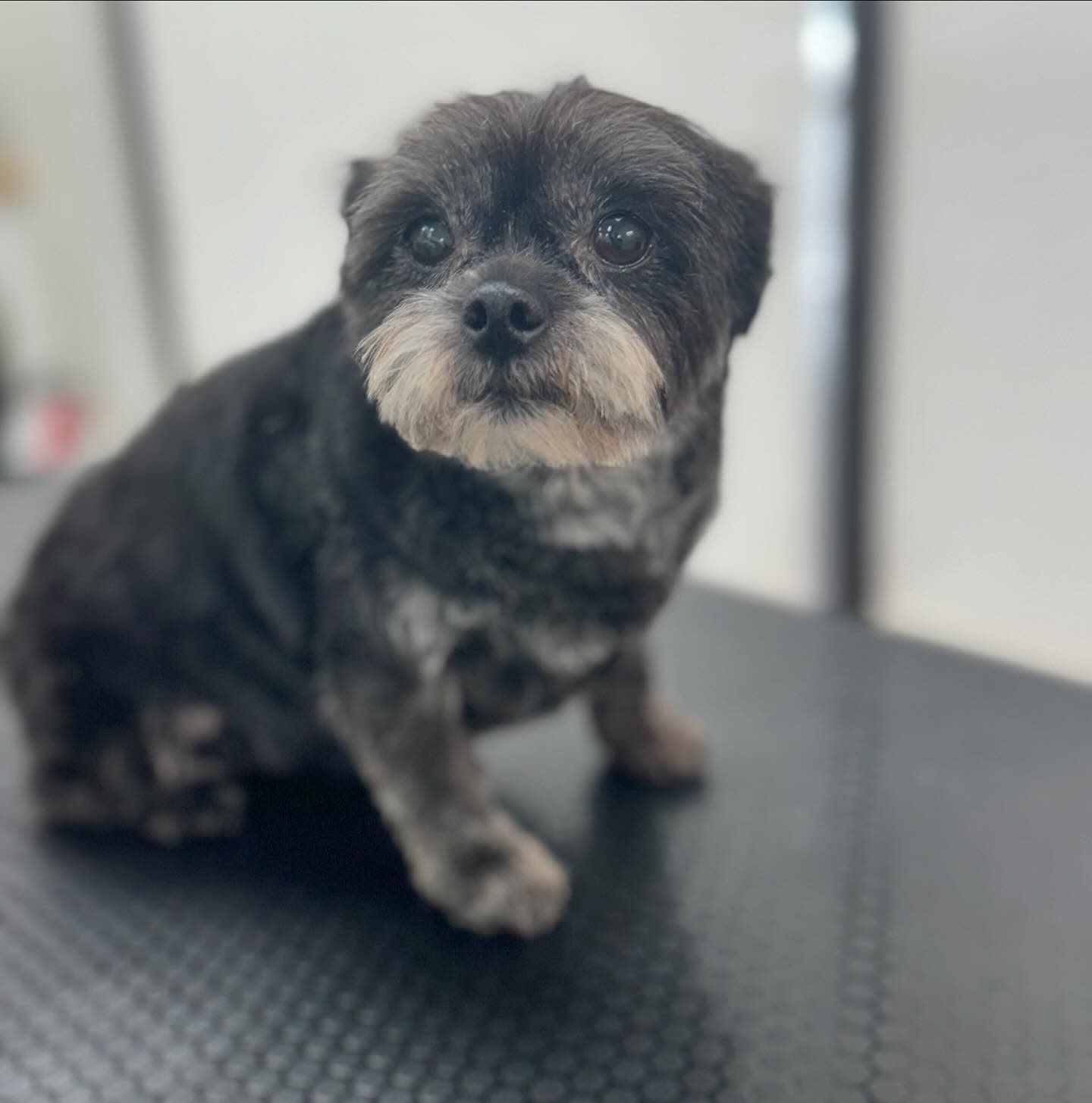 Small black and white Shih Tzu mix