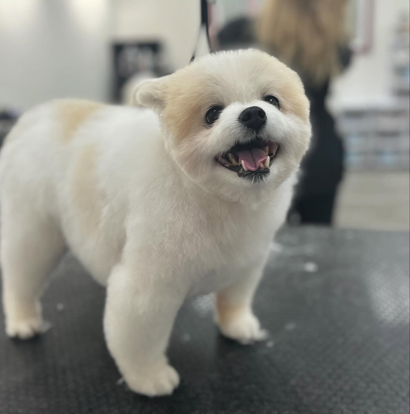 White Pomeranian smiling at camera