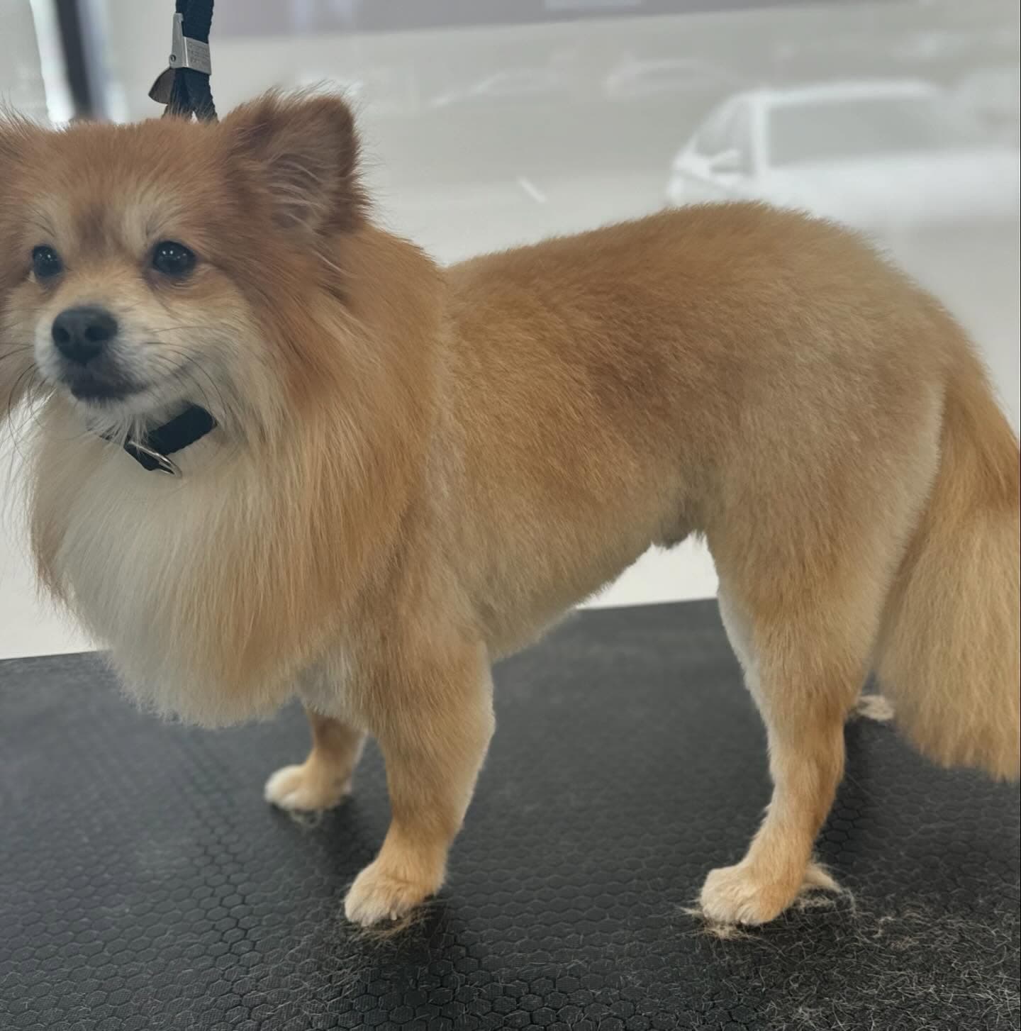 Tan Pomeranian on grooming table