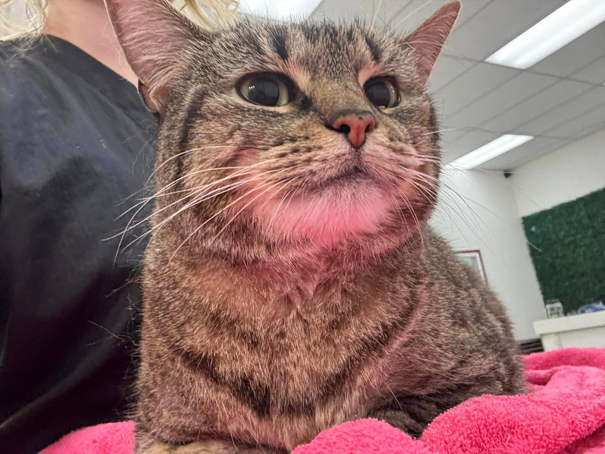 Tabby cat with pink blanket