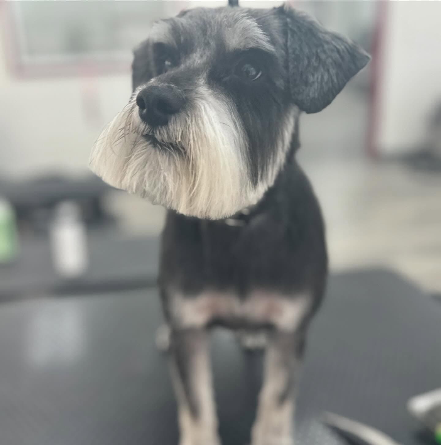 Miniature schnauzer with fresh haircut