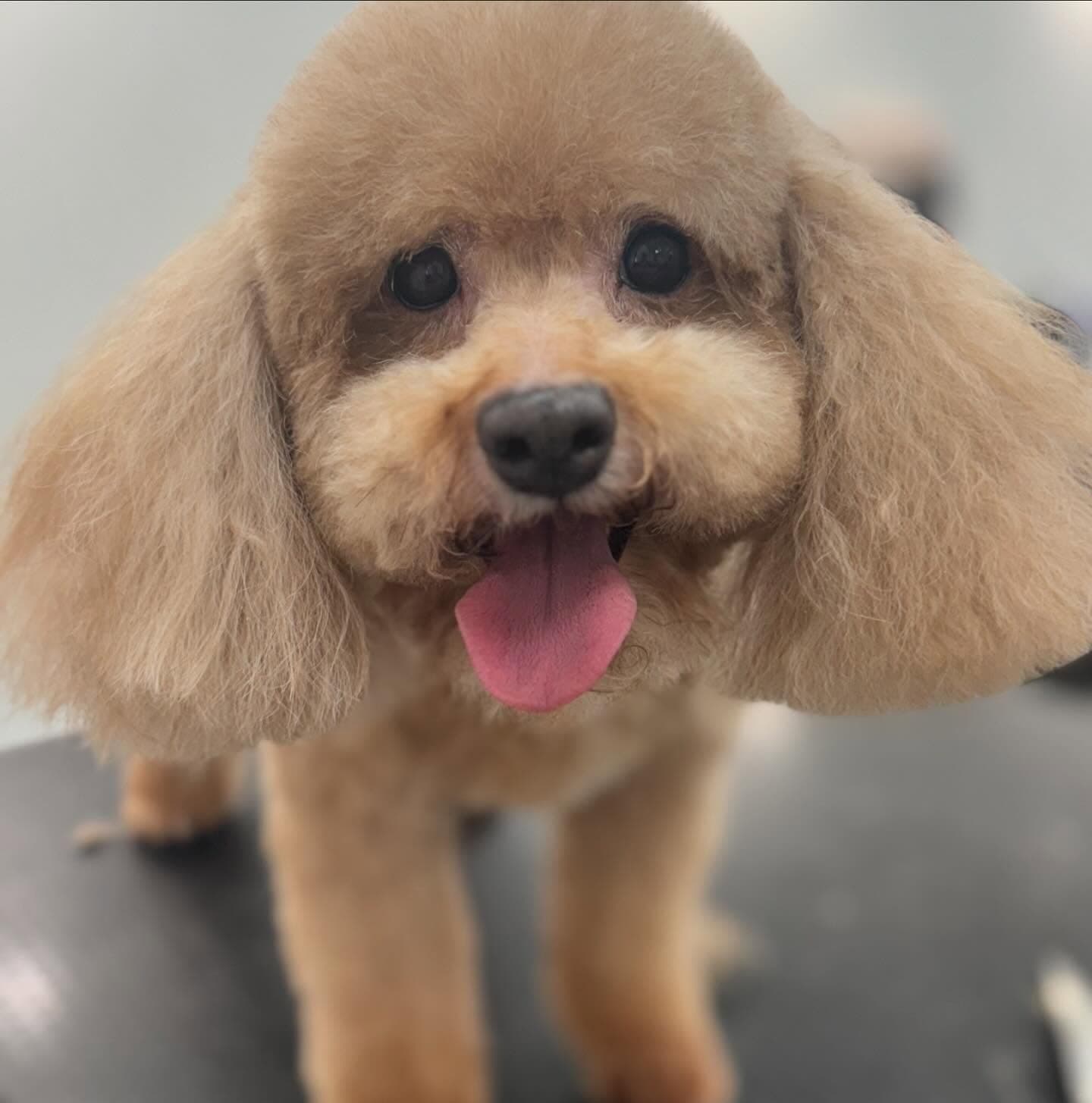 Apricot toy poodle after grooming