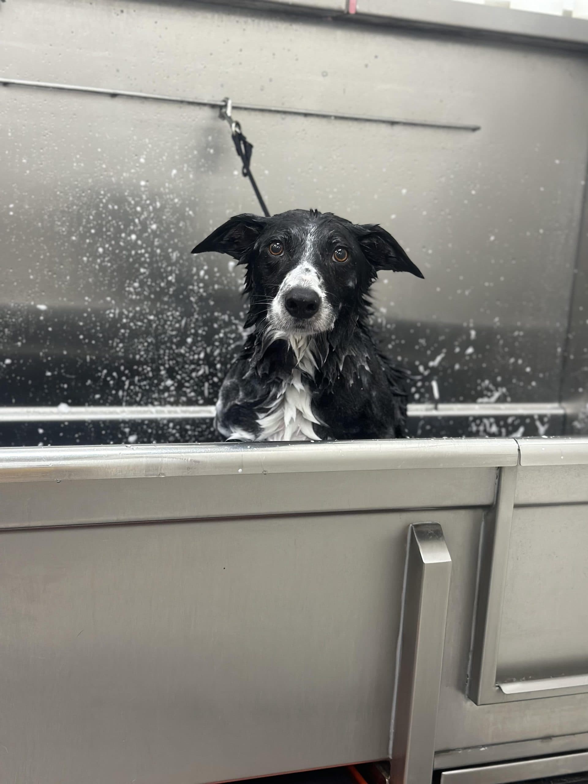 Black and white dog getting a bath