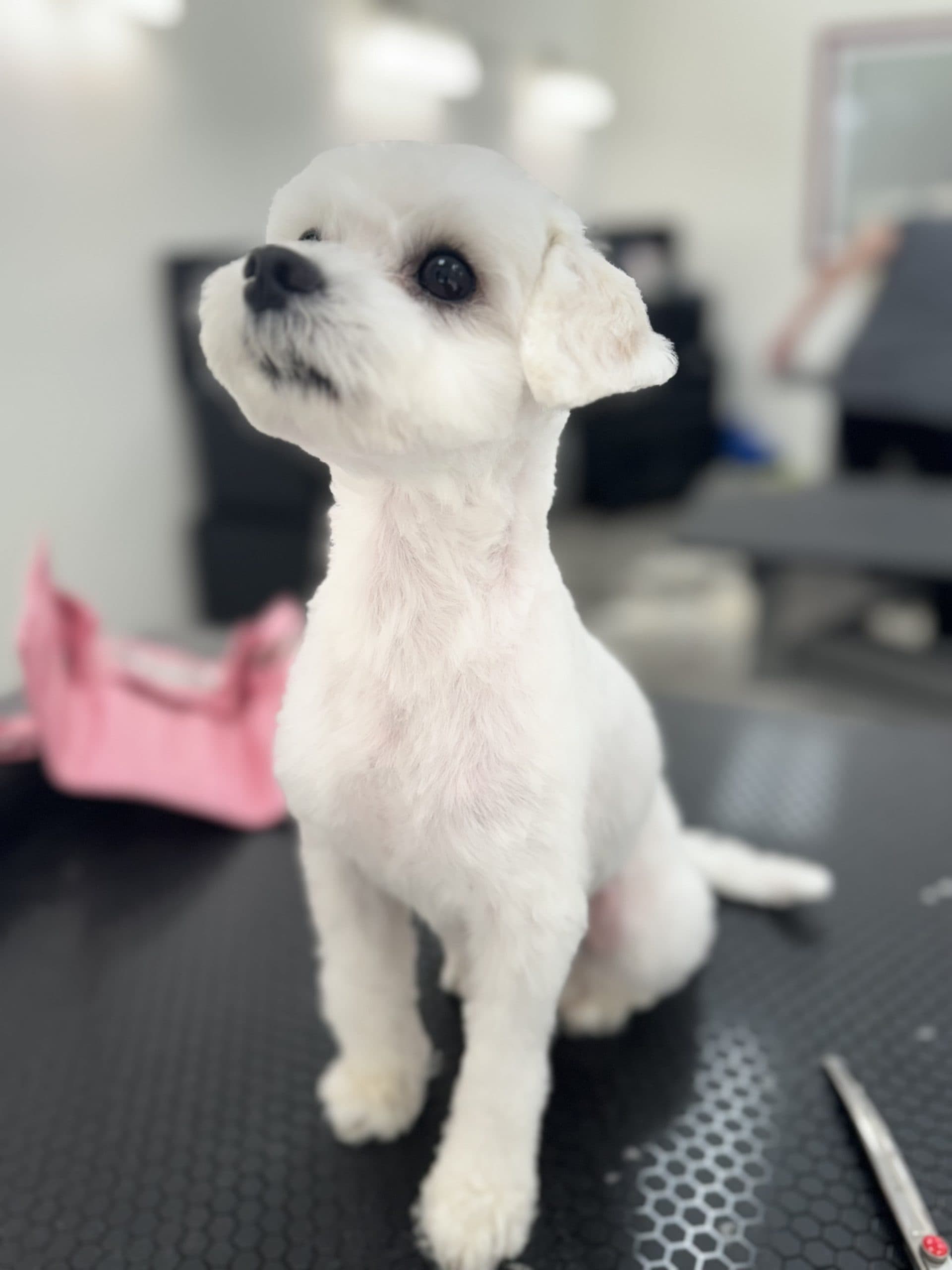 Cute white dog at Groomingdale's