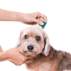 Professional Flea and Tick Treatment at Groomingdale's Pet Salon in Lakewood, WA - Flea and Tick Treatment service for pet...