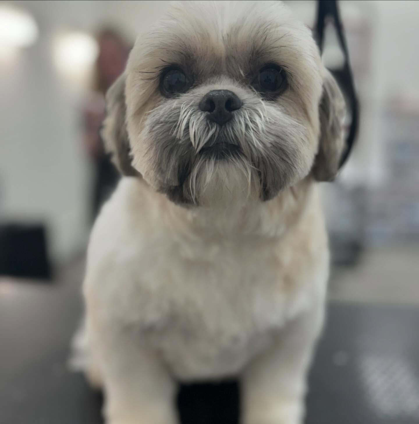 How to Choose the Best Pet Groomer in Lakewood, WA - Pet grooming article featured image for pet care