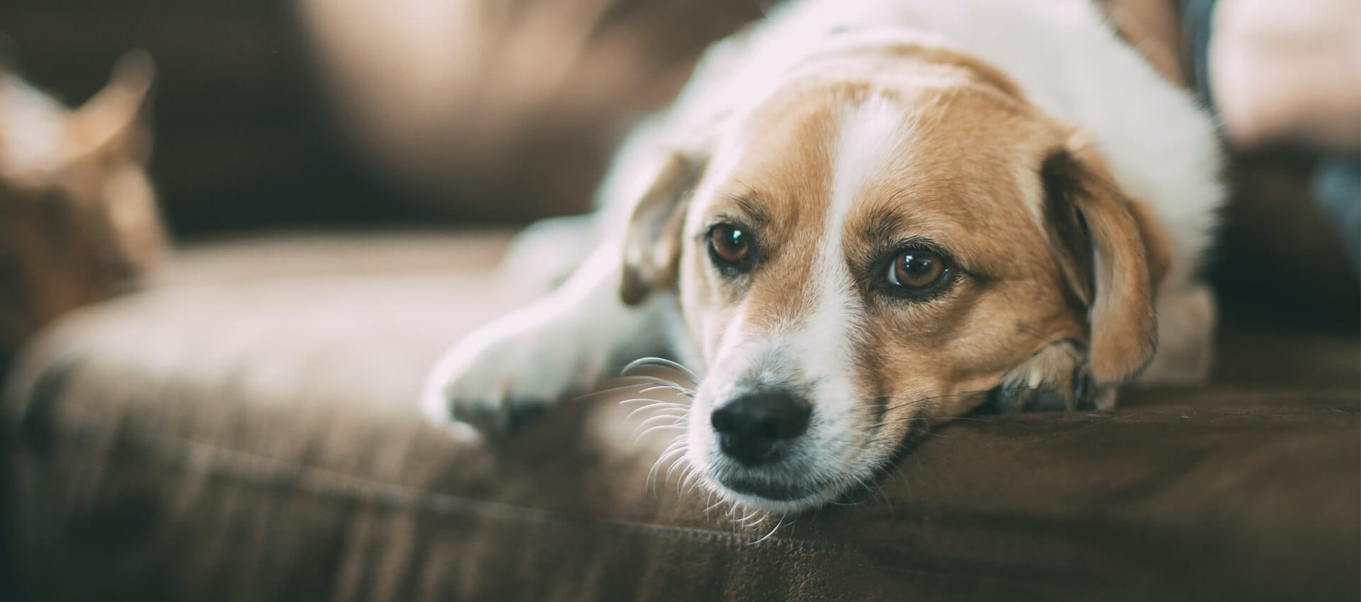 Professional Gland Expression at Groomingdale's Pet Salon in Lakewood, WA - Gland Expression service for pets in Lakewood ...
