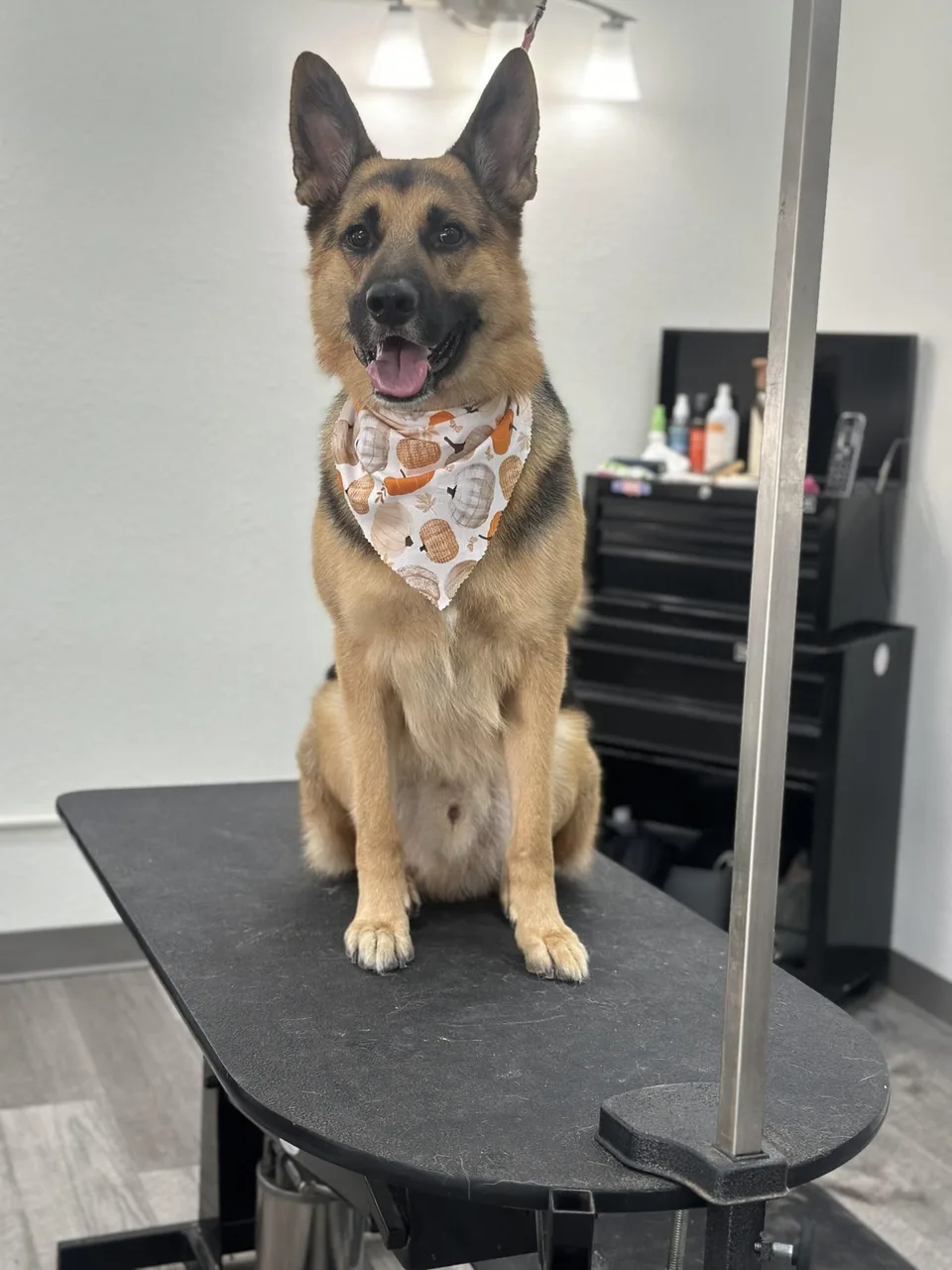 Dog Grooming Tacoma WA: Professional Pet Care Just Minutes Away - Related blog post thumbnail