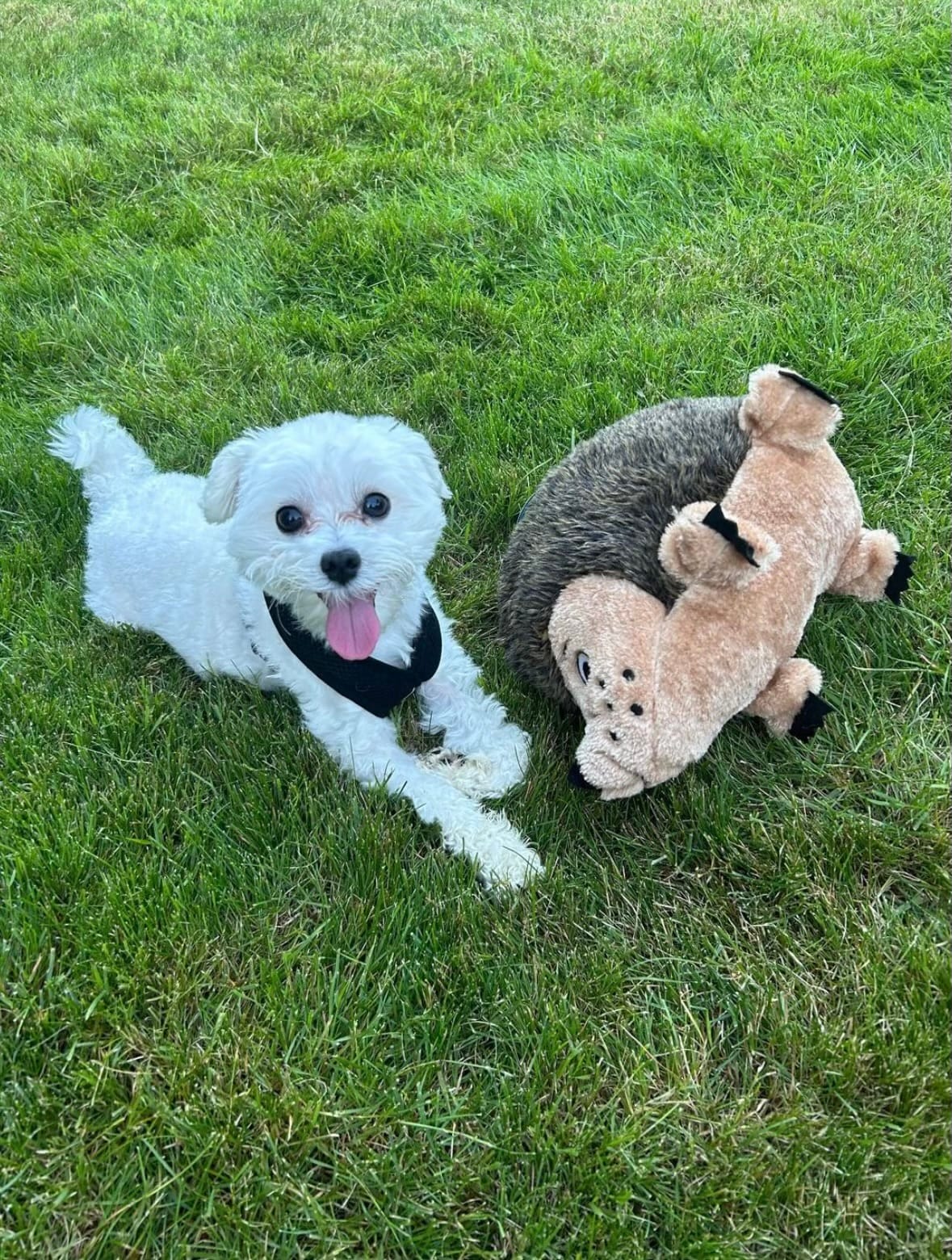 Stress-Free Pet Grooming: How We Keep Your Pet Calm and Happy - Pet grooming article featured image for pet care