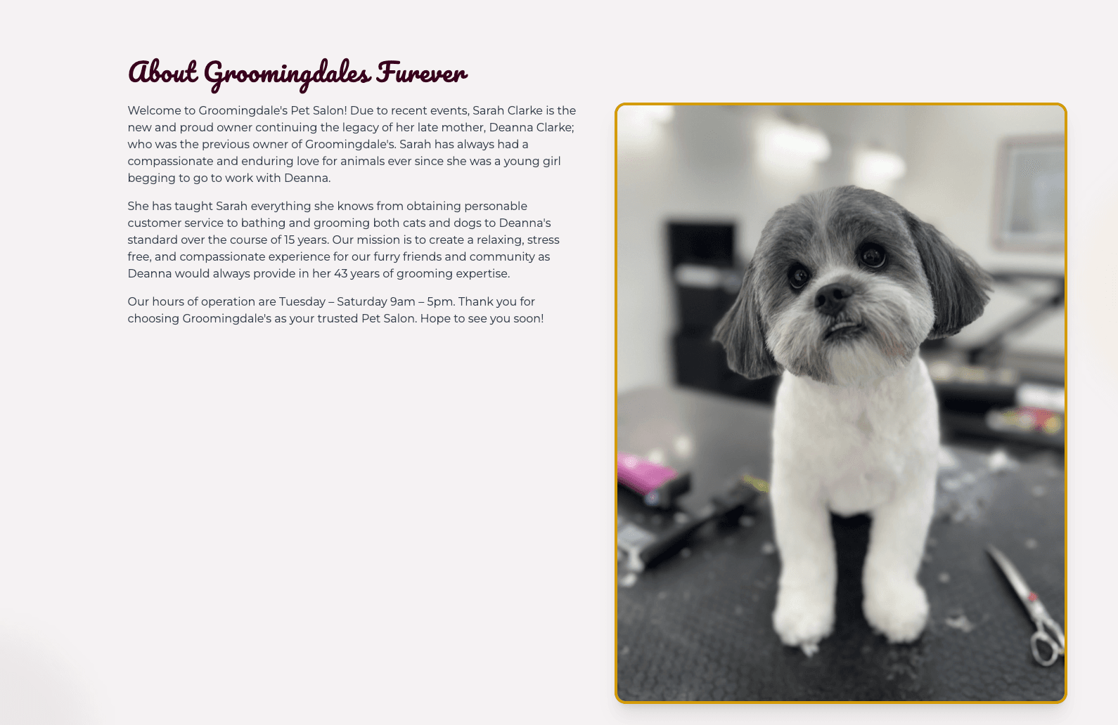 How to Choose the Best Pet Groomer in Lakewood, WA - Pet grooming article featured image for pet care
