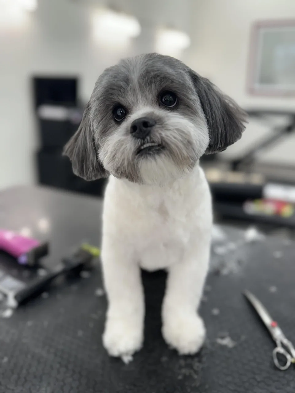 Cute gray and white dog after grooming