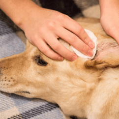Professional Ear Cleaning at Groomingdale's Pet Salon in Lakewood, WA - Ear Cleaning service for pets in Lakewood for pet ...