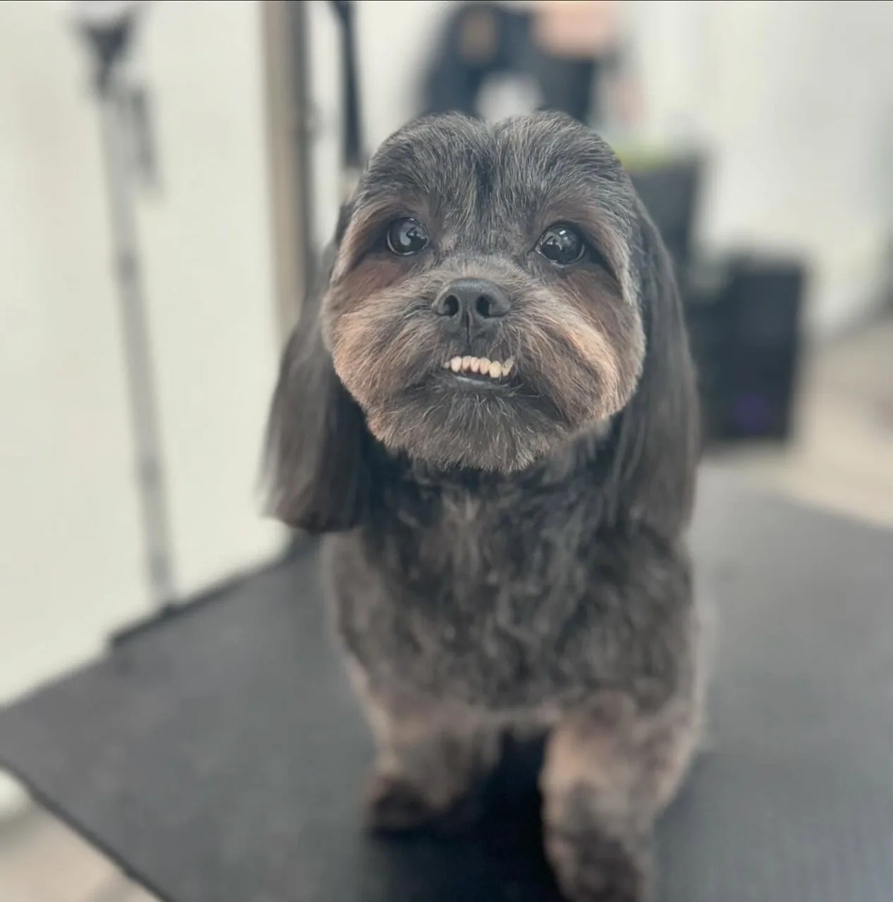 Smiling gray terrier after stress-free grooming service at Lakewood's top pet salon on Bridgeport Way