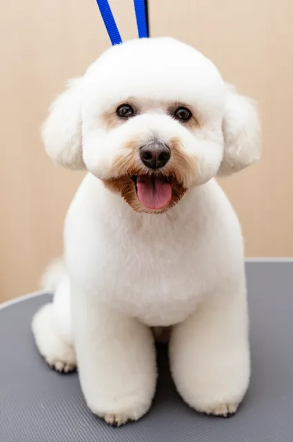 Medium Dog Grooming - Professional pet grooming service at Groomingdale's Pet Salon in Lakewood, WA. Affordable and stress-free grooming for all breeds.