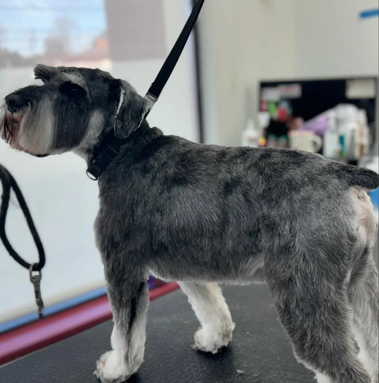 Expertly groomed gray and white schnauzer at Lakewood's best pet salon - dog de-shedding service