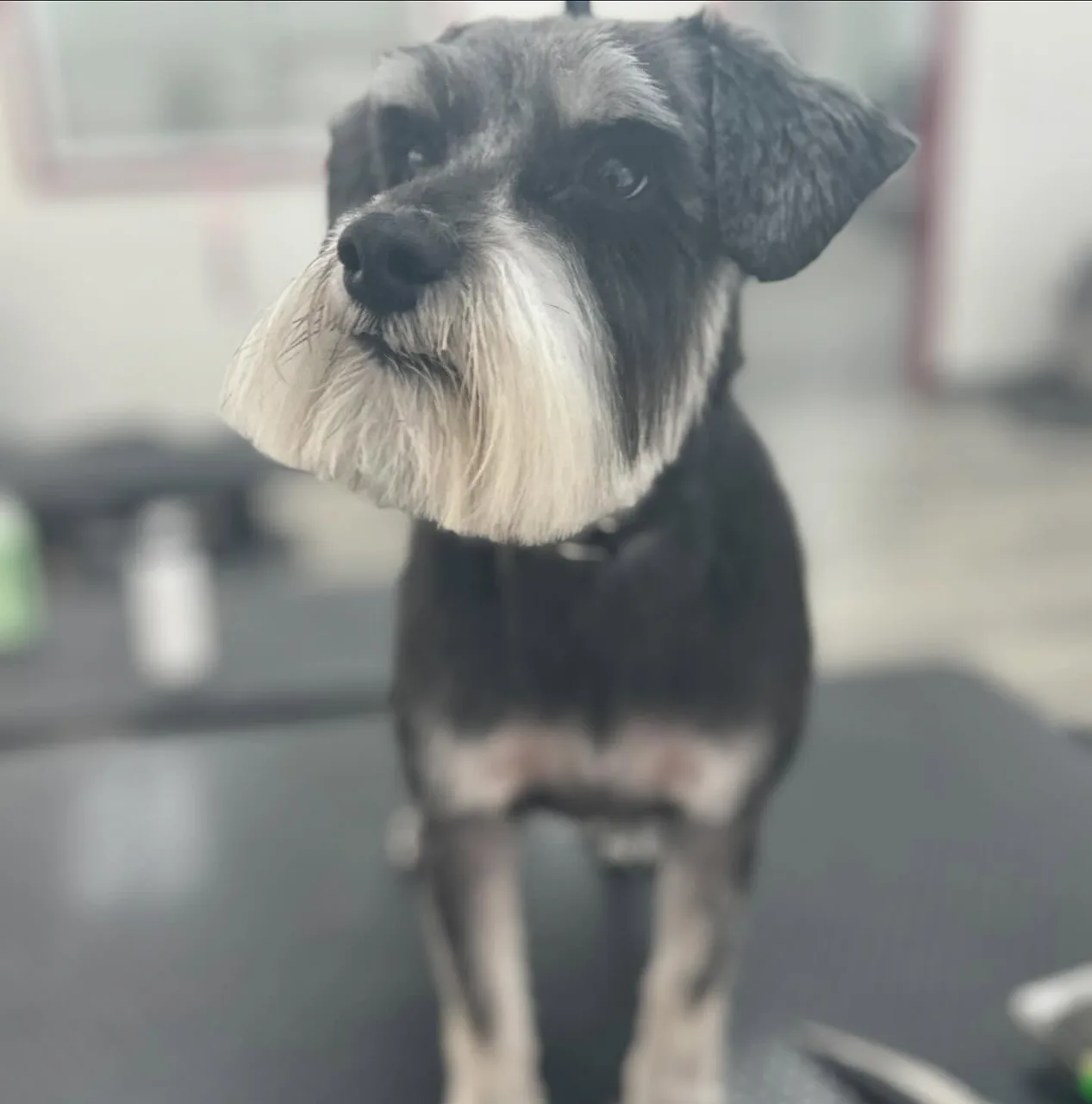 Miniature schnauzer with fresh haircut