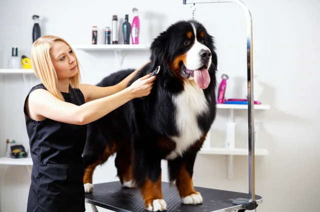 Professional Large Dog Grooming at Groomingdale's Pet Salon in Lakewood, WA - Large Dog Grooming service for pets in Lakew...