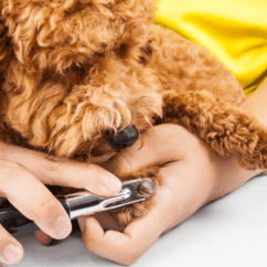 Nail Buffing - Professional pet grooming service at Groomingdale's Pet Salon in Lakewood, WA. Affordable and stress-free grooming for all breeds.
