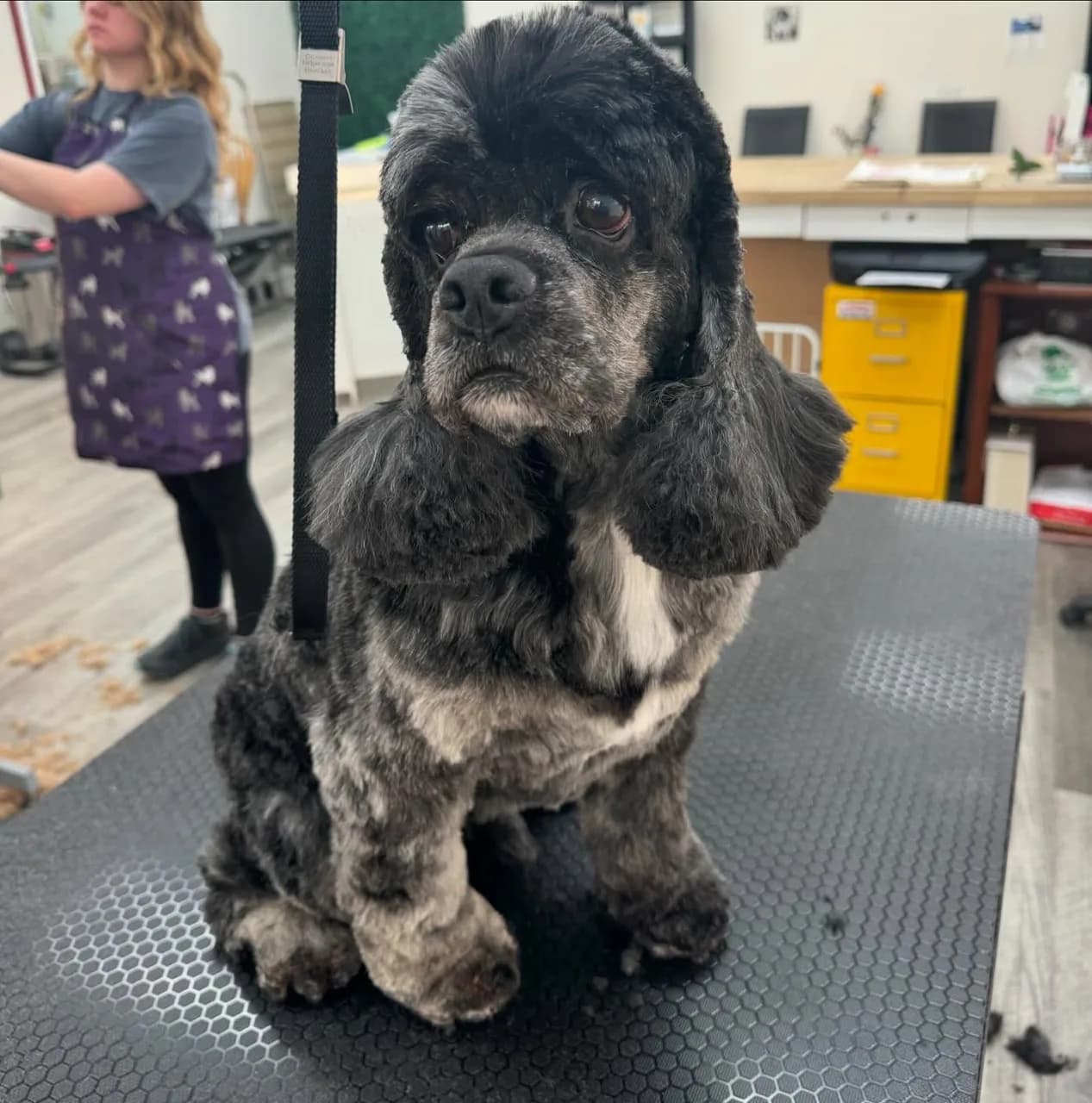 Black cocker spaniel receiving professional dog grooming at Groomingdale's Pet Salon Lakewood WA