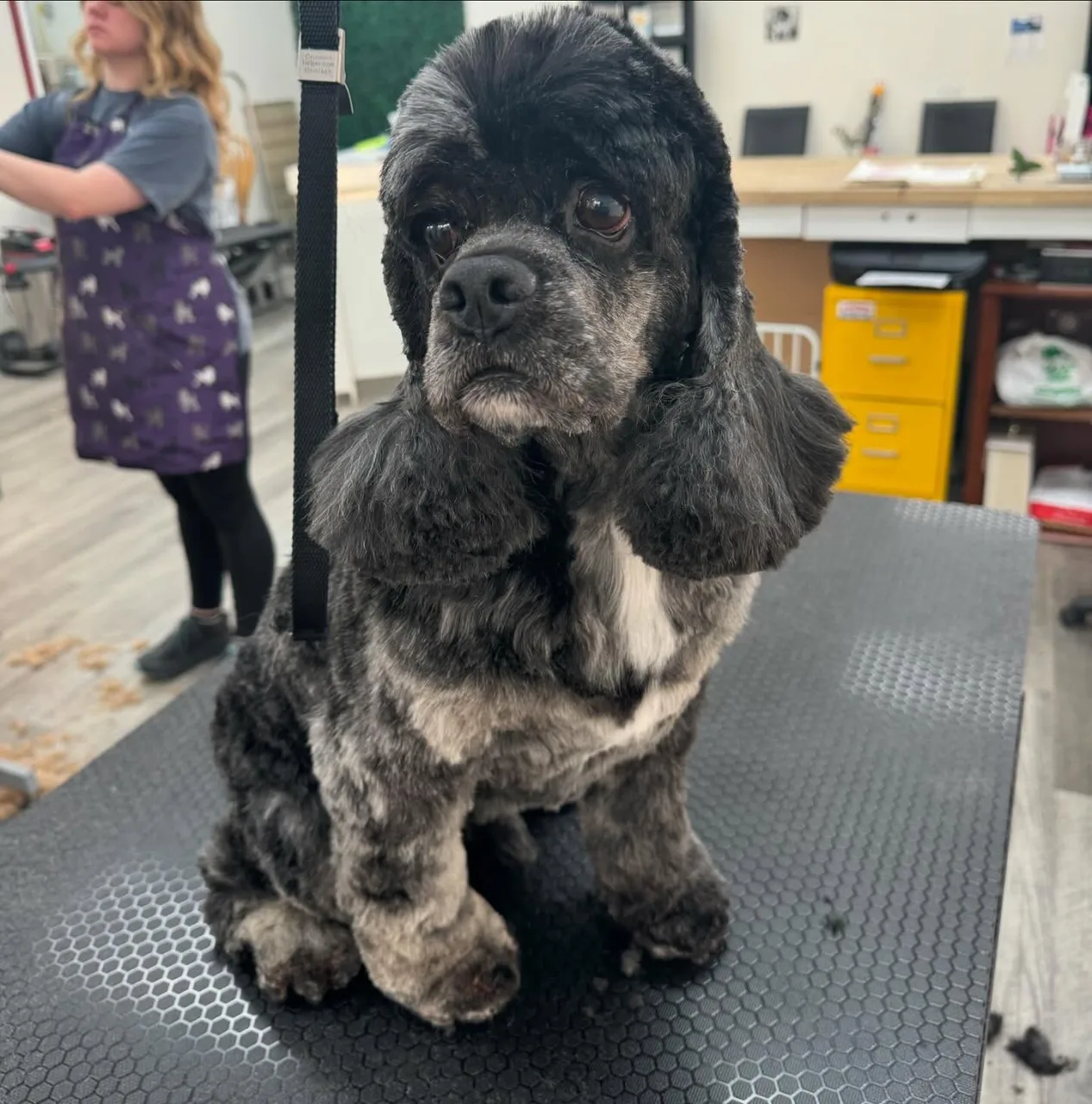 Understanding Different Dog Coat Types - Pet grooming article featured image for dog grooming