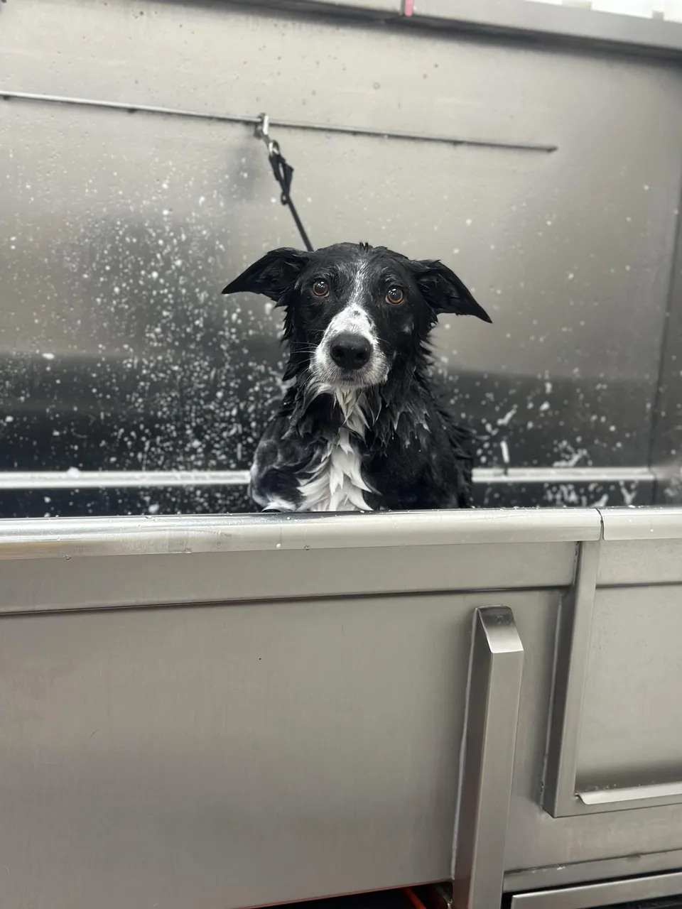 Black and white dog getting a bath