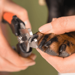 Nail Clipping - Professional pet grooming service at Groomingdale's Pet Salon in Lakewood, WA. Affordable and stress-free grooming for all breeds.