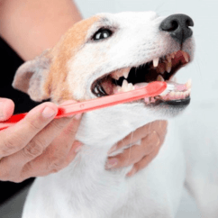Professional Teeth Brushing at Groomingdale's Pet Salon in Lakewood, WA - Teeth Brushing service for pets in Lakewood for ...