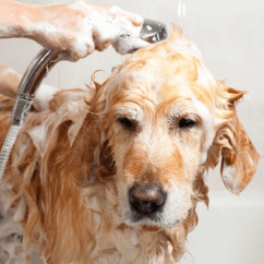 Professional Full Service Bath at Groomingdale's Pet Salon in Lakewood, WA - Full Service Bath service for pets in Lakewoo...