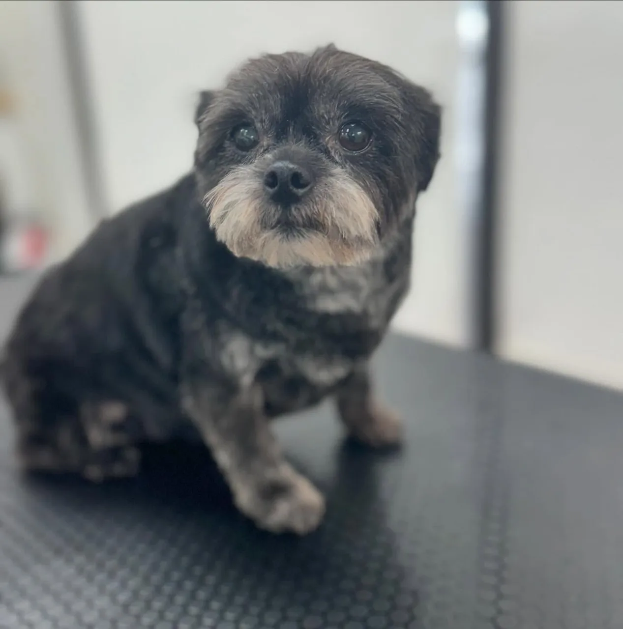 Small black and white Shih Tzu mix